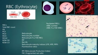 CBC interpretation in routine clinical practice.pptx
