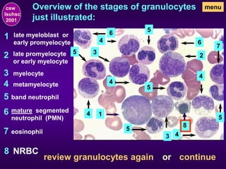 Overview of the stages of granulocytes
just illustrated:
1
1
late myeloblast or
early promyelocyte
2 2
late promyelocyte
or early myelocyte
3
3
3
myelocyte
4
4
4
4
4
4
metamyelocyte
5
5
5
5
5
5
band neutrophil
6
6
6
mature segmented
neutrophil (PMN)
7
7
eosinophil
8
menu
NRBC
csw
lsuhsc
2001
8
review granulocytes again or continue
 