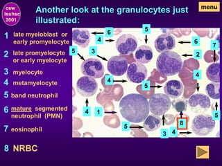 Another look at the granulocytes just
illustrated:
1
1
late myeloblast or
early promyelocyte
2 2
late promyelocyte
or early myelocyte
3
3
3
myelocyte
4
4
4
4
4
4
metamyelocyte
5
5
5
5
5
5
band neutrophil
6
6
6
mature segmented
neutrophil (PMN)
7
7
eosinophil
8
menu
NRBC
csw
lsuhsc
2001
8
 