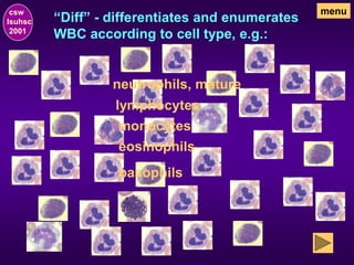 “Diff” - differentiates and enumerates
WBC according to cell type, e.g.:
csw
lsuhsc
2001
menu
neutrophils, mature
lymphocytes
monocytes
eosinophils
basophils
 