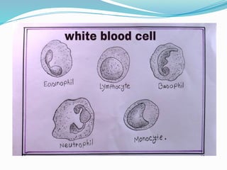 Comprehensive Guide to Complete Blood Count (CBC) Tests and ...