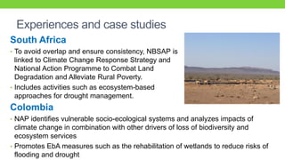 Synergies between climate change adaptation and biodiversity | PDF