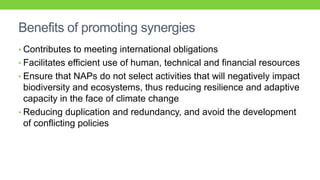 Synergies between climate change adaptation and biodiversity | PDF