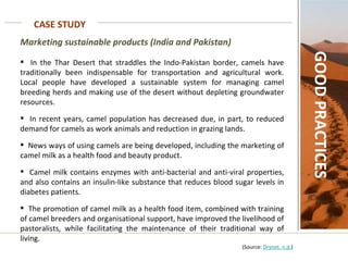 CASE STUDY GOOD PRACTICES Marketing sustainable products (India and Pakistan)   In the Thar Desert that straddles the Indo-Pakistan border, camels have traditionally been indispensable for transportation and agricultural work. Local people have developed a sustainable system for managing camel breeding herds and making use of the desert without depleting groundwater resources.  In recent years, camel population has decreased due, in part, to reduced demand for camels as work animals and reduction in grazing lands.  News ways of using camels are being developed, including the marketing of camel milk as a health food and beauty product.  Camel milk contains enzymes with anti-bacterial and anti-viral properties, and also contains an insulin-like substance that reduces blood sugar levels in diabetes patients.  The promotion of camel milk as a health food item, combined with training of camel breeders and organisational support, have improved the livelihood of pastoralists, while facilitating the maintenance of their traditional way of living.    (Source:  Drynet. n.d. ) 