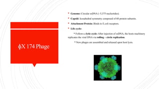 X 174 Phage
ɸ
 Genome: Circular ssDNA (~5,375 nucleotides).
 Capsid: Icosahedral symmetry composed of 60 protein subunits.
 Attachment Protein: Binds to E.coli receptors.
 Life cycle:
* Follows a lytic cycle: After injection of ssDNA, the hosts machinery
replicates the viral DNA via rolling – circle replication.
* New phages are assembled and released upon host lysis.
 