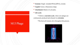 M13 Phage
 Genome: Single- stranded DNA(ssDNA), circular.
 Capsid: Forms a filamentous shape.
 Attachment: Binds to E.coli pilus.
 Life cycle:
* Follows a non-lytic cycle, where new phages are
continuously produced and released via extrusion.
*The host cell remains alive throughout this process.
 