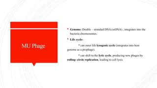 MU Phage
 Genome: Double – stranded DNA (ssDNA) , integrates into the
bacteria chromosomes.
 Life cycle:
* can enter life lysogenic cycle (integrates into host
genome as a prophage).
* can shift to the lytic cycle, producing new phages by
rolling- circle replication, leading to cell lysis.
 