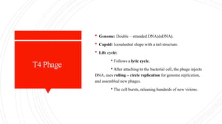 T4 Phage
 Genome: Double – stranded DNA(dsDNA).
 Capsid: Icosahedral shape with a tail structure.
 Life cycle:
* Follows a lytic cycle.
* After attaching to the bacterial cell, the phage injects
DNA, uses rolling – circle replication for genome replication,
and assembled new phages.
* The cell bursts, releasing hundreds of new virions.
 