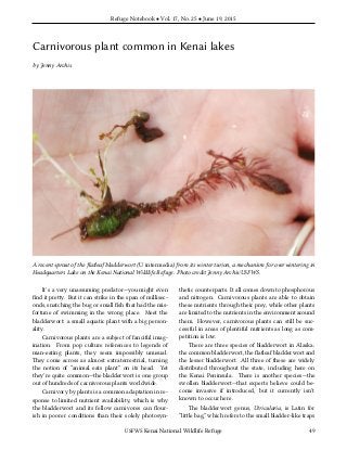 Refuge Notebook • Vol. 17, No. 25 • June 19, 2015
Carnivorous plant common in Kenai lakes
by Jenny Archis
A recent sprout of the flatleaf bladderwort (U. intermedia) from its winter turion, a mechanism for overwintering in
Headquarters Lake on the Kenai National Wildlife Refuge. Photo credit Jenny Archis/USFWS.
It’s a very unassuming predator—you might even
find it pretty. But it can strike in the span of millisec-
onds, snatching the bug or small fish that had the mis-
fortune of swimming in the wrong place. Meet the
bladderwort: a small aquatic plant with a big person-
ality.
Carnivorous plants are a subject of fanciful imag-
ination. From pop culture references to legends of
man-eating plants, they seem impossibly unusual.
They come across as almost extraterrestrial, turning
the notion of “animal eats plant” on its head. Yet
they’re quite common—the bladderwort is one group
out of hundreds of carnivorous plants worldwide.
Carnivory by plants is a common adaptation in re-
sponse to limited nutrient availability, which is why
the bladderwort and its fellow carnivores can flour-
ish in poorer conditions than their solely photosyn-
thetic counterparts. It all comes down to phosphorous
and nitrogen. Carnivorous plants are able to obtain
these nutrients through their prey, while other plants
are limited to the nutrients in the environment around
them. However, carnivorous plants can still be suc-
cessful in areas of plentiful nutrients as long as com-
petition is low.
There are three species of bladderwort in Alaska:
the common bladderwort, the flatleaf bladderwort and
the lesser bladderwort. All three of these are widely
distributed throughout the state, including here on
the Kenai Peninsula. There is another species—the
swollen bladderwort—that experts believe could be-
come invasive if introduced, but it currently isn’t
known to occur here.
The bladderwort genus, Utricularia, is Latin for
“little bag,” which refers to the small bladder-like traps
USFWS Kenai National Wildlife Refuge 49
 