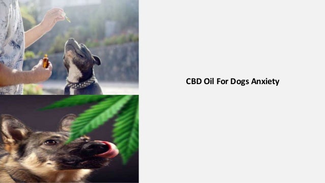 CBD Oil For Dogs Anxiety
 