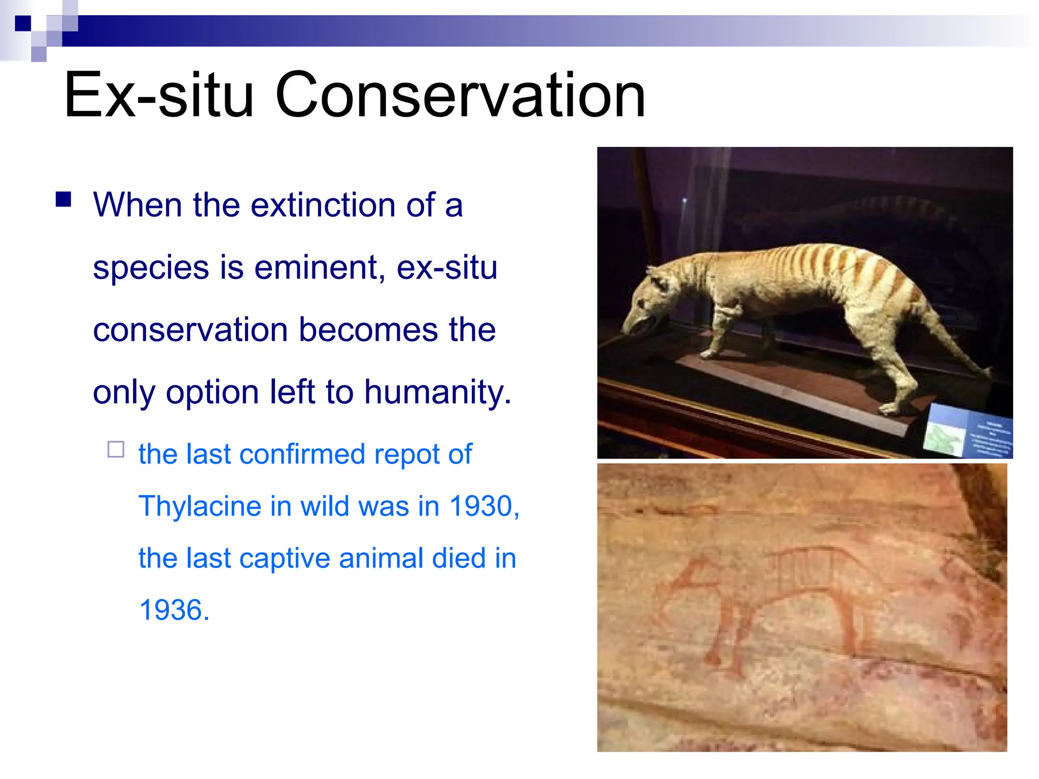  When the extinction of a
species is eminent, ex-situ
conservation becomes the
only option left to humanity.
 the last confirmed repot of
Thylacine in wild was in 1930,
the last captive animal died in
1936.
Ex-situ Conservation
 