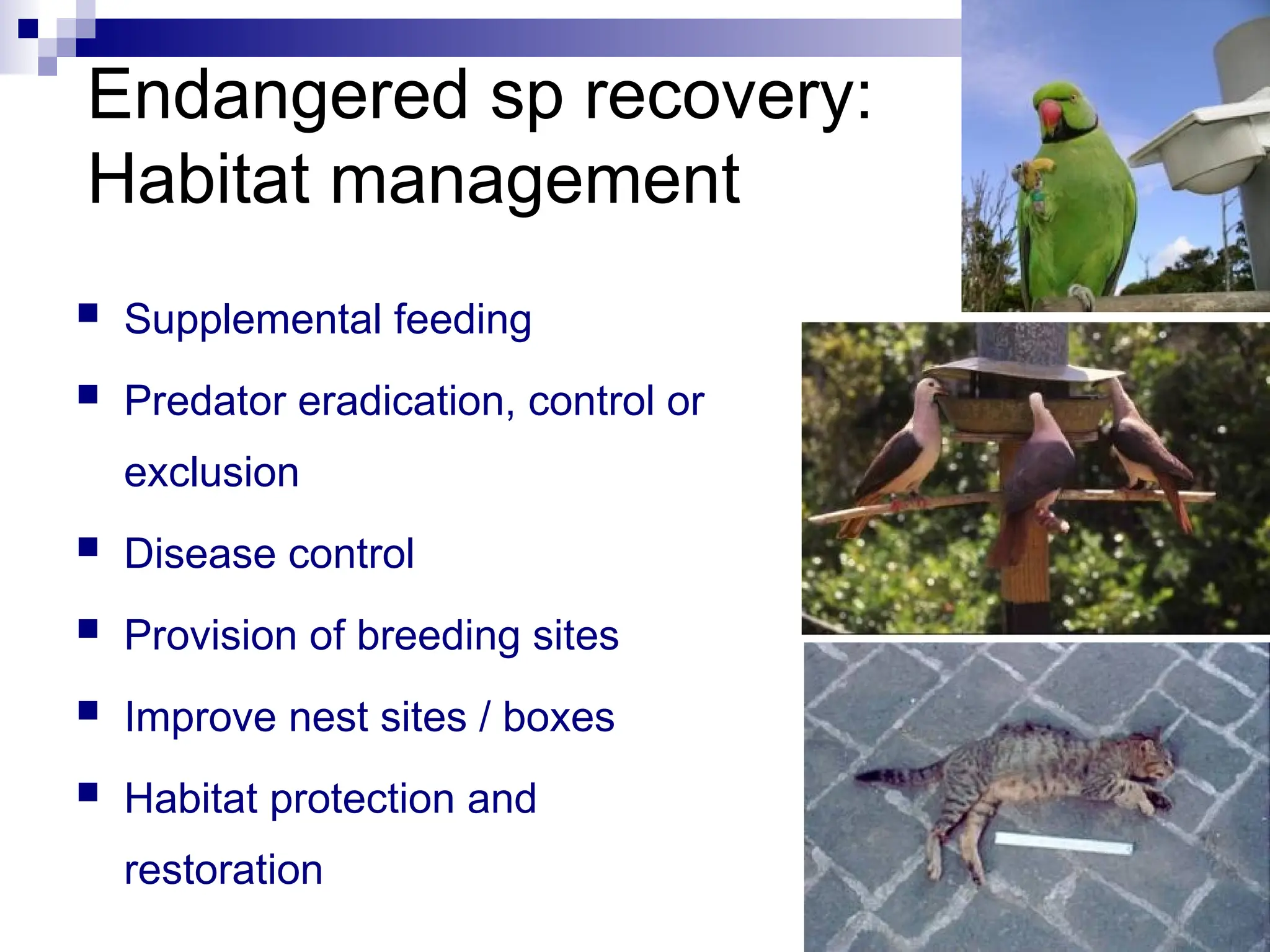 Endangered sp recovery:
Habitat management
 Supplemental feeding
 Predator eradication, control or
exclusion
 Disease control
 Provision of breeding sites
 Improve nest sites / boxes
 Habitat protection and
restoration
 