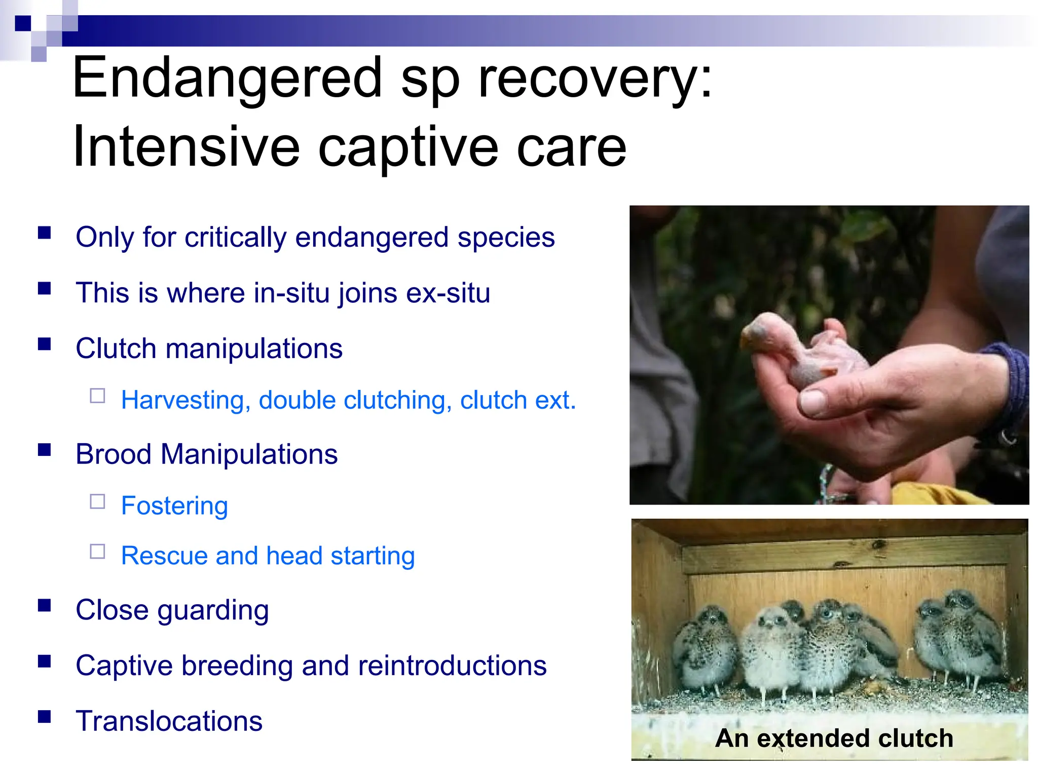  Only for critically endangered species
 This is where in-situ joins ex-situ
 Clutch manipulations
 Harvesting, double clutching, clutch ext.
 Brood Manipulations
 Fostering
 Rescue and head starting
 Close guarding
 Captive breeding and reintroductions
 Translocations
An extended clutch
Endangered sp recovery:
Intensive captive care
 