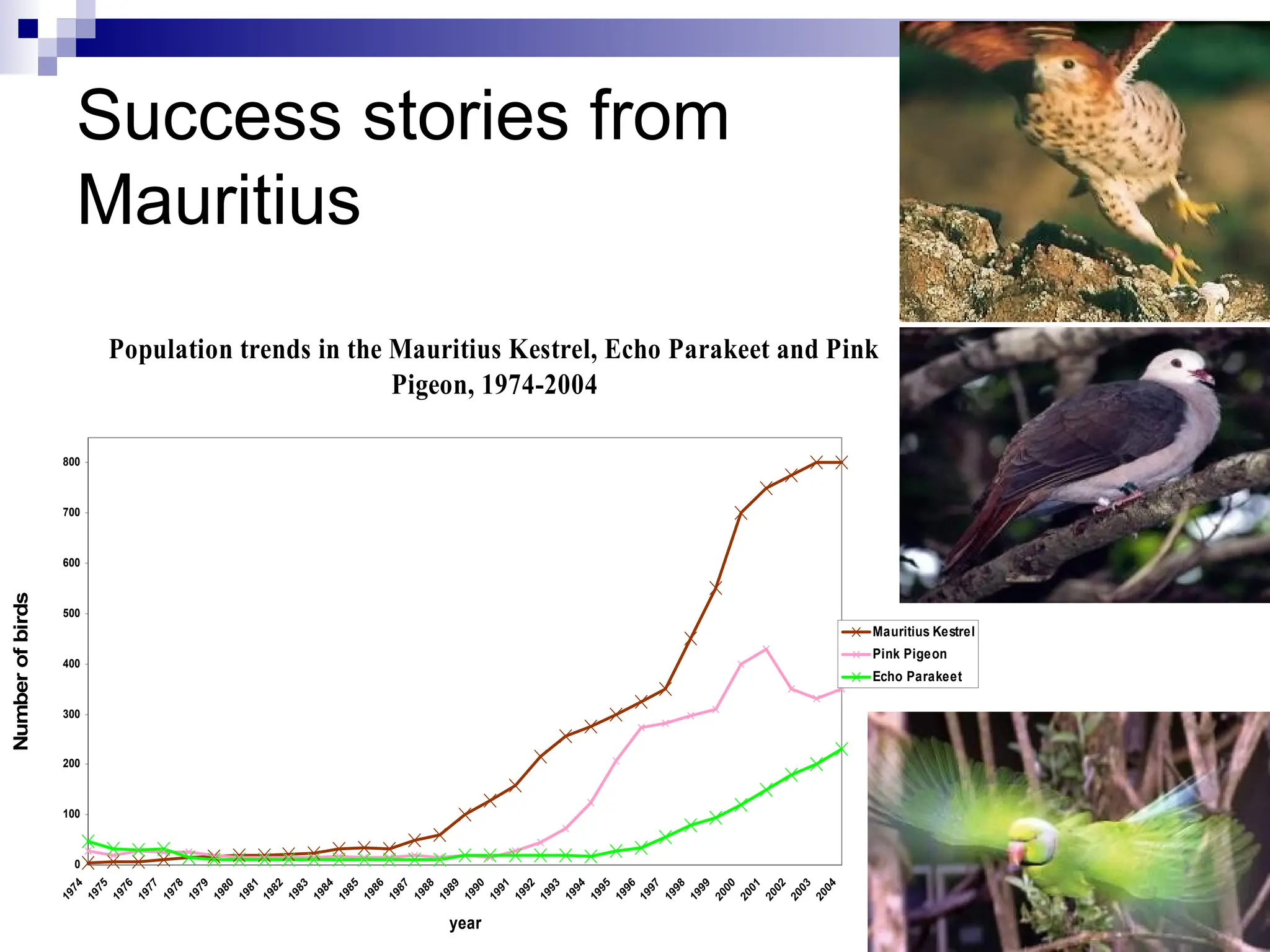 Population trends in the Mauritius Kestrel, Echo Parakeet and Pink
Pigeon, 1974-2004
0
100
200
300
400
500
600
700
800
year
Number
of
birds
Mauritius Kestrel
Pink Pigeon
Echo Parakeet
Success stories from
Mauritius
 
