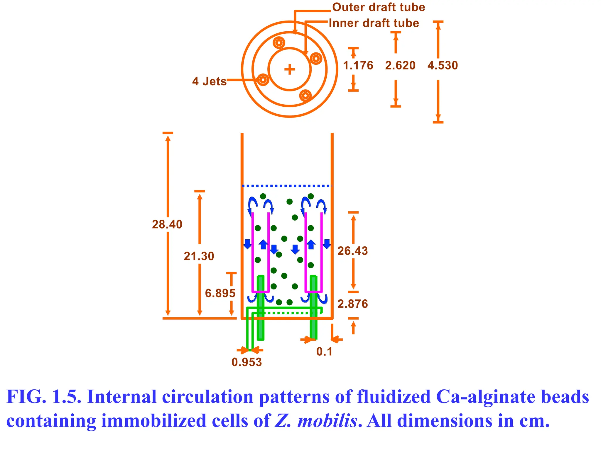 FIG. 1.5. Internal circulation patterns of fluidized Ca-alginate beads
containing immobilized cells of Z. mobilis. All dimensions in cm.
0.1
0.953
6.895
21.30
28.40
2.876
26.43
1.176 2.620 4.530
Outer draft tube
Inner draft tube
4 Jets
 