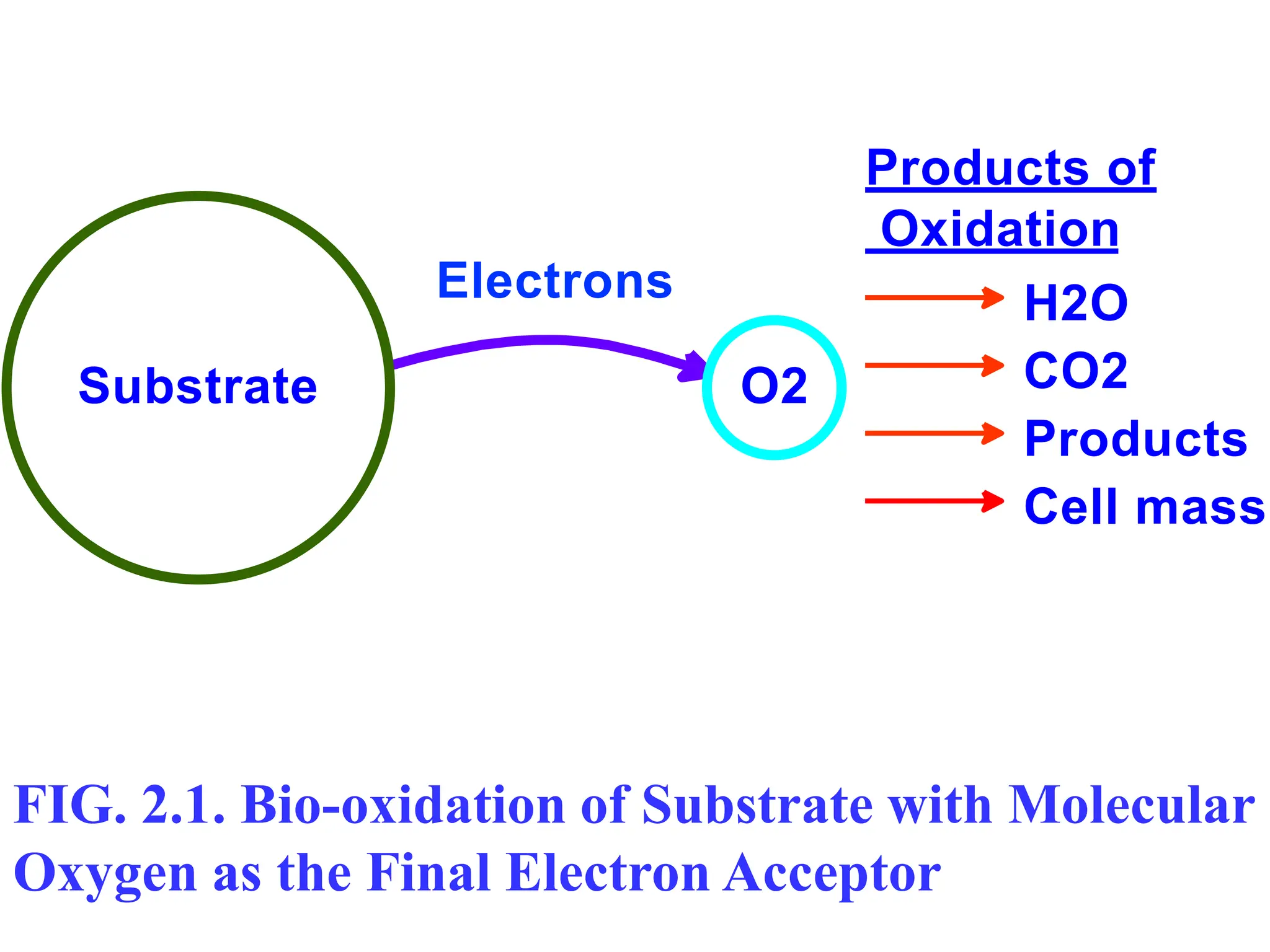 Substrate O2
Electrons H2O
Products of
Oxidation
CO2
Products
Cell mass
FIG. 2.1. Bio-oxidation of Substrate with Molecular
Oxygen as the Final Electron Acceptor
 