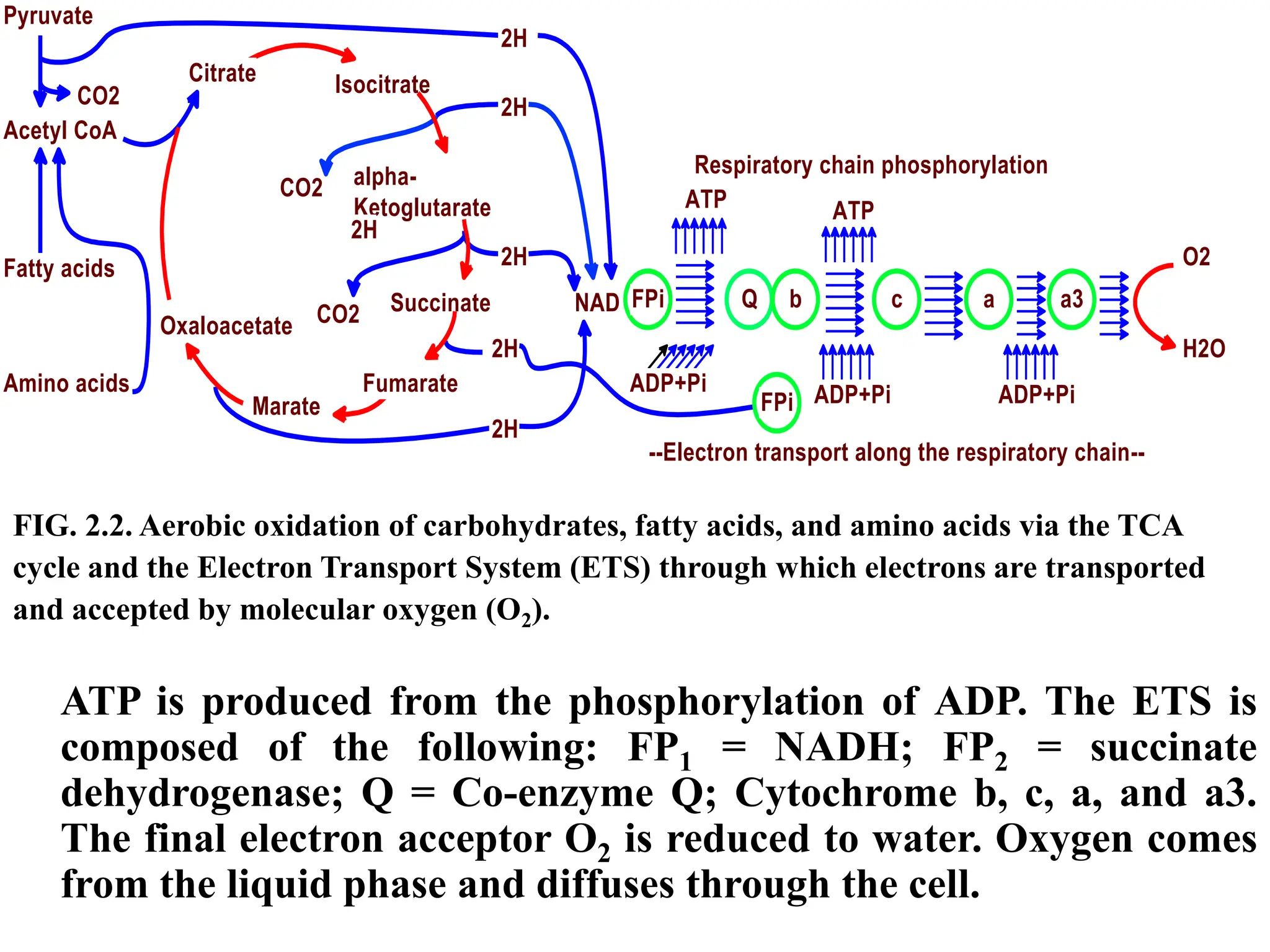 FIG. 2.2. Aerobic oxidation of carbohydrates, fatty acids, and amino acids via the TCA
cycle and the Electron Transport System (ETS) through which electrons are transported
and accepted by molecular oxygen (O2).
ATP is produced from the phosphorylation of ADP. The ETS is
composed of the following: FP1 = NADH; FP2 = succinate
dehydrogenase; Q = Co-enzyme Q; Cytochrome b, c, a, and a3.
The final electron acceptor O2 is reduced to water. Oxygen comes
from the liquid phase and diffuses through the cell.
Pyruvate
Acetyl CoA
alpha-
Ketoglutarate
Marate
Isocitrate
Fumarate
Succinate
2H
2H
2H
2H
2H
2H
Citrate
CO2
CO2 NAD FPi
FPi
ADP+Pi
Q b
ADP+Pi
ATP ATP
c a a3
O2
H2O
ADP+Pi
CO2
Oxaloacetate
Amino acids
Fatty acids
Respiratory chain phosphorylation
--Electron transport along the respiratory chain--
 