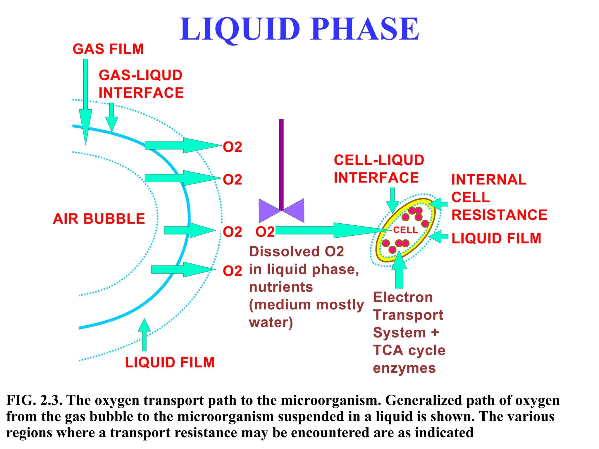 LIQUID PHASE
O2
O2
O2
O2
Dissolved O2
in liquid phase,
nutrients
(medium mostly
water)
AIR BUBBLE
LIQUID FILM
CELL
O2
INTERNAL
CELL
RESISTANCE
LIQUID FILM
CELL-LIQUD
INTERFACE
Electron
Transport
System +
TCA cycle
enzymes
GAS FILM
GAS-LIQUD
INTERFACE
FIG. 2.3. The oxygen transport path to the microorganism. Generalized path of oxygen
from the gas bubble to the microorganism suspended in a liquid is shown. The various
regions where a transport resistance may be encountered are as indicated
 