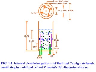 FIG. 1.5. Internal circulation patterns of fluidized Ca-alginate beads
containing immobilized cells of Z. mobilis. All dimensions in cm.
0.1
0.953
6.895
21.30
28.40
2.876
26.43
1.176 2.620 4.530
Outer draft tube
Inner draft tube
4 Jets
 