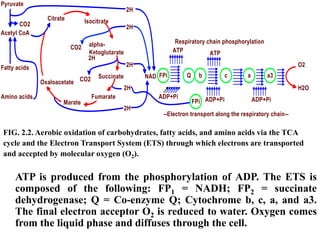 FIG. 2.2. Aerobic oxidation of carbohydrates, fatty acids, and amino acids via the TCA
cycle and the Electron Transport System (ETS) through which electrons are transported
and accepted by molecular oxygen (O2).
ATP is produced from the phosphorylation of ADP. The ETS is
composed of the following: FP1 = NADH; FP2 = succinate
dehydrogenase; Q = Co-enzyme Q; Cytochrome b, c, a, and a3.
The final electron acceptor O2 is reduced to water. Oxygen comes
from the liquid phase and diffuses through the cell.
Pyruvate
Acetyl CoA
alpha-
Ketoglutarate
Marate
Isocitrate
Fumarate
Succinate
2H
2H
2H
2H
2H
2H
Citrate
CO2
CO2 NAD FPi
FPi
ADP+Pi
Q b
ADP+Pi
ATP ATP
c a a3
O2
H2O
ADP+Pi
CO2
Oxaloacetate
Amino acids
Fatty acids
Respiratory chain phosphorylation
--Electron transport along the respiratory chain--
 