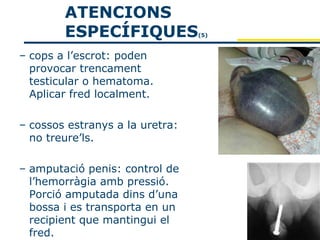 ATENCIONS
        ESPECÍFIQUES             (5)



– cops a l’escrot: poden
  provocar trencament
  testicular o hematoma.
  Aplicar fred localment.

– cossos estranys a la uretra:
  no treure’ls.

– amputació penis: control de
  l’hemorràgia amb pressió.
  Porció amputada dins d’una
  bossa i es transporta en un
  recipient que mantingui el
  fred.
 