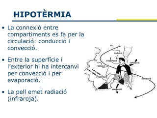 HIPOTÈRMIA
• La connexió entre
  compartiments es fa per la
  circulació: conducció i
  convecció.

• Entre la superfície i
  l’exterior hi ha intercanvi
  per convecció i per
  evaporació.

• La pell emet radiació
  (infraroja).
 