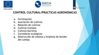 CONTROL CULTURAL/PRACTICAS AGRONÓMICAS
a. Fertilización
b. Asociación de cultivos
c. Rotación de cultivos
d. Cultivos trampas
e. Cultivos barreras
f. Corredores ecológicos
g. Destrucción de maleza y limpieza de bordes
del campo.
 