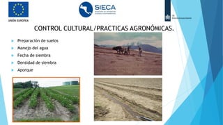 CONTROL CULTURAL/PRACTICAS AGRONÓMICAS.
 Preparación de suelos
 Manejo del agua
 Fecha de siembra
 Densidad de siembra
 Aporque
 