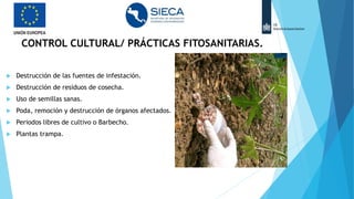 CONTROL CULTURAL/ PRÁCTICAS FITOSANITARIAS.
 Destrucción de las fuentes de infestación.
 Destrucción de residuos de cosecha.
 Uso de semillas sanas.
 Poda, remoción y destrucción de órganos afectados.
 Periodos libres de cultivo o Barbecho.
 Plantas trampa.
 