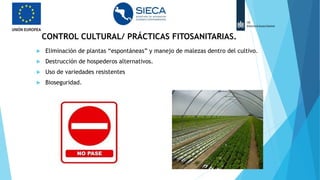 CONTROL CULTURAL/ PRÁCTICAS FITOSANITARIAS.
 Eliminación de plantas “espontáneas” y manejo de malezas dentro del cultivo.
 Destrucción de hospederos alternativos.
 Uso de variedades resistentes
 Bioseguridad.
 