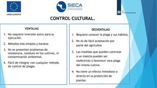 DESVENTAJAS
1. Requiere conocer la plaga y sus hábitos.
2. No es de fácil aceptación por
parte del agricultor
.
3. Las medidas que pueden controlar
a un insecto pueden ser
inefectivas o favorecer otra plaga
del mismo cultivo.
4. No tiene un efecto inmediato o
directo en la protección de
plantas
VENTAJAS
1. No requiere inversión extra para su
ejecución.
2. Métodos más simples y baratos
3. No se presentan problemas de
resistencia, residuos en los cultivos, ni
contaminación ambiental.
4. Fácil de integrar con cualquier método
de control de plagas.
CONTROL CULTURAL.
 