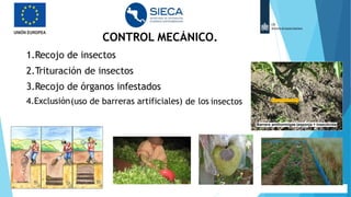 1.Recojo de insectos
2.Trituración de insectos
3.Recojo de órganos infestados
4.Exclusión(uso de barreras artificiales) de los insectos
Barrera antihormigas (esponja + insecticida)
CONTROL MECÁNICO.
 