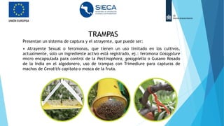 TRAMPAS
Presentan un sistema de captura y el atrayente, que puede ser:
• Atrayente Sexual o feromonas, que tienen un uso limitado en los cultivos,
actualmente, solo un ingrediente activo está registrado, ej.: feromona Gossyplure
micro encapsulada para control de la Pectinophora, gossypiella o Gusano Rosado
de la India en el algodonero, uso de trampas con Trimedlure para capturas de
machos de Ceratitis capitata o mosca de la fruta.
 