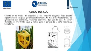 CEBOS TÓXICOS
Consiste en la mezcla de insecticida y una sustancia atrayente. Está dirigido
específicamente a la plaga que se necesita controlar. No daña a insectos benéficos, las
aplicaciones son localizadas, resultando económico. Ej.: Uso de caña de azúcar
chancada con insecticida, agua y melaza para el gorgojo de la caña Metamasius
hemipterus.
 