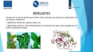 REPELENTES
Consiste en el uso de plantas que emiten cierto estimulo que provoca el alejamiento de
los insectos. Pueden ser
• Repelentes mecánicos: espinas, pelos, etc.
• Repelentes químicos: Muña Minthostachys en almacenes de papa contra gorgojo de los
Andes y polillas de la papa.
 
