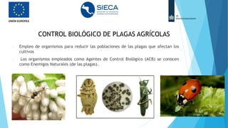 CONTROL BIOLÓGICO DE PLAGAS AGRÍCOLAS
- Empleo de organismos para reducir las poblaciones de las plagas que afectan los
cultivos
- Los organismos empleados como Agentes de Control Biológico (ACB) se conocen
como Enemigos Naturales (de las plagas).
 