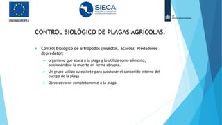 CONTROL BIOLÓGICO DE PLAGAS AGRÍCOLAS.
 Control biológico de artrópodos (insectos, ácaros): Predadores
depredator:
 organismo que ataca a la plaga y lo utiliza como alimento,
ocasionándole la muerte en forma abrupta.
 Un grupo utiliza su estilete para succionar el contenido interno del
cuerpo de la plaga
 Otros devoran completamente a la plaga.
 