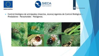  Control biológico de artrópodos (insectos, ácaros) Agentes de Control Biológico: -
Predadores - Parasitoides – Patógenos.
 