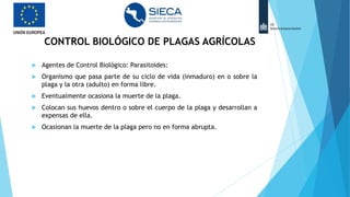 CONTROL BIOLÓGICO DE PLAGAS AGRÍCOLAS
 Agentes de Control Biológico: Parasitoides:
 Organismo que pasa parte de su ciclo de vida (inmaduro) en o sobre la
plaga y la otra (adulto) en forma libre.
 Eventualmente ocasiona la muerte de la plaga.
 Colocan sus huevos dentro o sobre el cuerpo de la plaga y desarrollan a
expensas de ella.
 Ocasionan la muerte de la plaga pero no en forma abrupta.
 