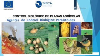 COLAS
oides
Agentes de Control Biológico: Parasit
CONTROL BIOLÓGICO DE PLAGAS AGRÍCOLAS
 