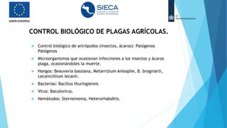  Control biológico de artrópodos (insectos, ácaros): Patógenos
Patógenos
 Microorganismos que ocasionan infecciones a los insectos y ácaros
plaga, ocasionándoles la muerte.
 Hongos: Beauveria bassiana, Metarrizium Anisoplie, B. brogniarti,
Lecanicillium lecanii.
 Bacterias: Bacillus thuringiensis
 Virus: Baculovirus.
 Nemátodos: Sterneinema, Heterorhabditis.
CONTROL BIOLÓGICO DE PLAGAS AGRÍCOLAS.
 