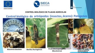 Control biológico de artrópodos (insectos,ácaros): Patógenos
Heterorhabditis
bacteriophora
Beauveria bassiana Bacillus thuringiensis Virus entomopatógenos
(Baculovirus)
CONTROL BIOLÓGICO DE PLAGAS AGRÍCOLAS
 