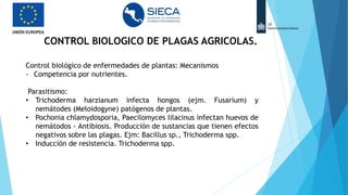 Control biológico de enfermedades de plantas: Mecanismos
- Competencia por nutrientes.
Parasitismo:
• Trichoderma harzianum infecta hongos (ejm. Fusarium) y
nemátodes (Meloidogyne) patógenos de plantas.
• Pochonia chlamydosporia, Paecilomyces lilacinus infectan huevos de
nemátodos - Antibiosis. Producción de sustancias que tienen efectos
negativos sobre las plagas. Ejm: Bacillus sp., Trichoderma spp.
• Inducción de resistencia. Trichoderma spp.
CONTROL BIOLOGICO DE PLAGAS AGRICOLAS.
 