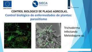 Control biológico de enfermedades de plantas:
parasitismo
Trichoderma
Infectando
Meloidogyne sp.
CONTROL BIOLOGICO DE PLAGAS AGRICOLAS.
 