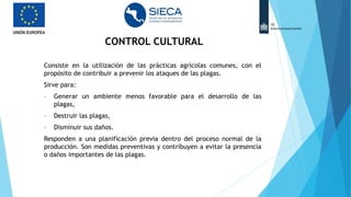 CONTROL CULTURAL
Consiste en la utilización de las prácticas agrícolas comunes, con el
propósito de contribuir a prevenir los ataques de las plagas.
Sirve para:
• Generar un ambiente menos favorable para el desarrollo de las
plagas,
• Destruir las plagas,
• Disminuir sus daños.
Responden a una planificación previa dentro del proceso normal de la
producción. Son medidas preventivas y contribuyen a evitar la presencia
o daños importantes de las plagas.
 