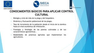 CONOCIMIENTOS BÁSICOS PARA APLICAR CONTROL
CULTURAL
1. Biología y ciclo de vida de la plaga y del hospedero.
2. Dinámica y fluctuación poblacional de las plagas.
3. Tasa de incremento de la población desde el inicio de la siembra
hasta el nivel económico de infestación.
4. Fisiología y fenología de las plantas cultivadas y de sus
características agronómicas .
5. Modalidades de prácticas agrícolas que implementan los
agricultores.
 