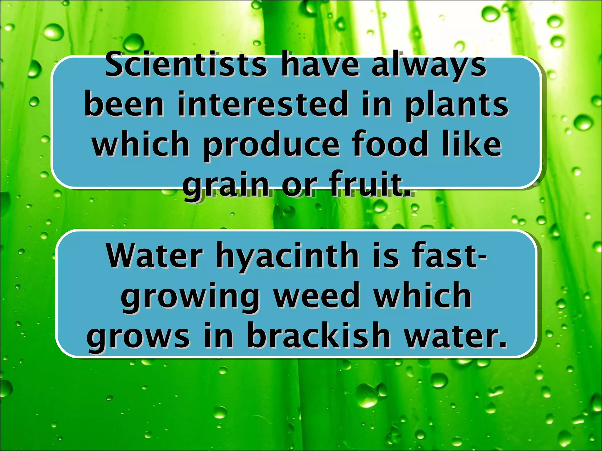 Scientists have always
  Scientists have always
been interested in plants
been interested in plants
which produce food like
 which produce food like
      grain or fruit.
      grain or fruit.

 Water hyacinth is fast-
 Water hyacinth is fast-
  growing weed which
  growing weed which
grows in brackish water.
grows in brackish water.
 