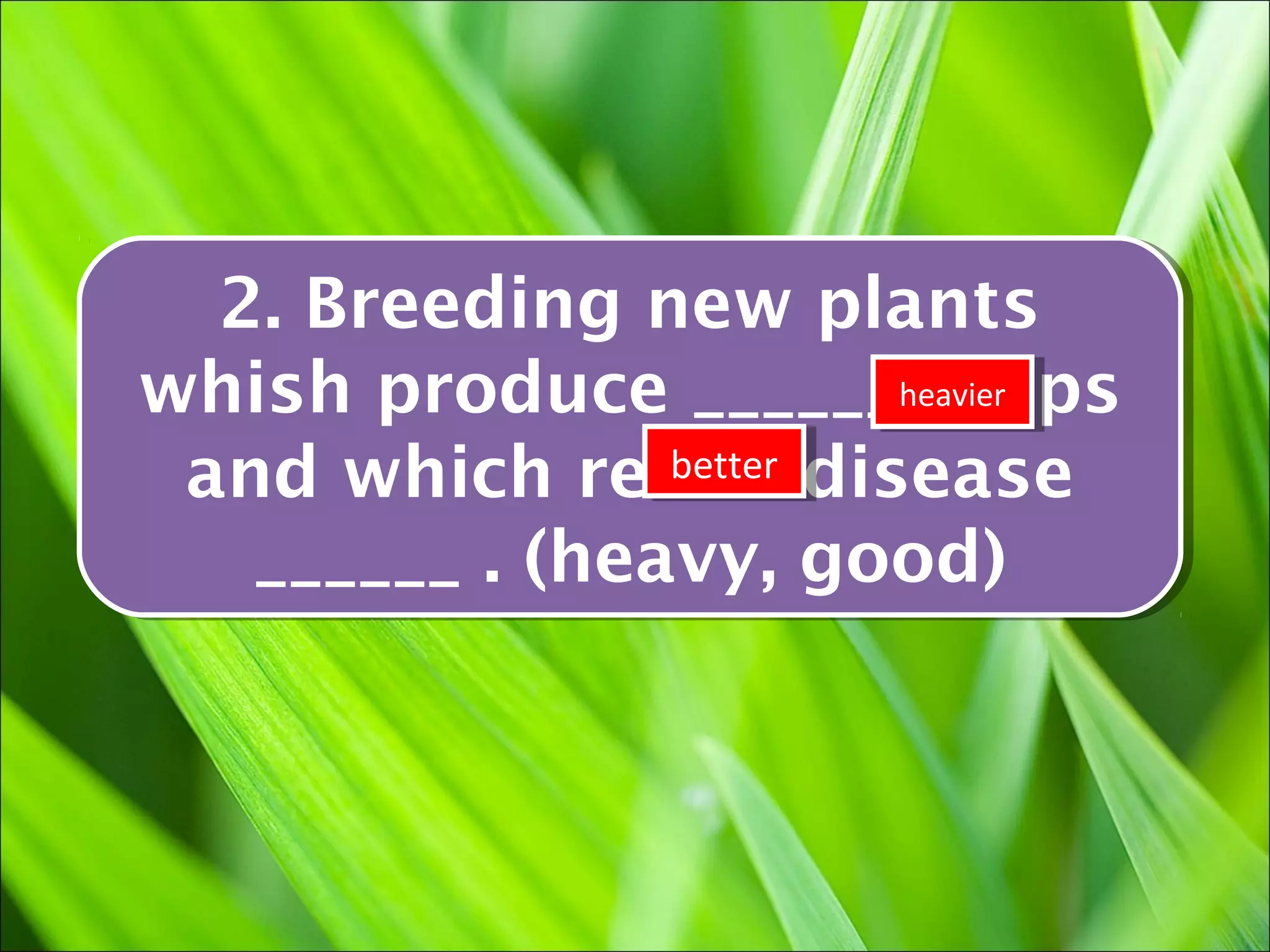 2. Breeding new plants
  2. Breeding new plants
whish produce ______heavier
                        crops
whish produce ______heavier
                        crops
 and which resist disease
 and which resist disease
                 better
                 better

   ______ .. (heavy, good)
   ______ (heavy, good)
 