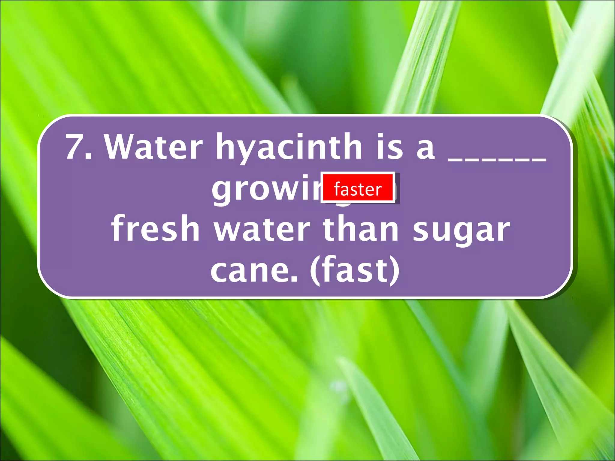 7. Water hyacinth is a ______
7. Water hyacinth is a ______
         growing in
         growing in
                 faster
                  faster

   fresh water than sugar
   fresh water than sugar
         cane. (fast)
         cane. (fast)
 