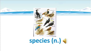 species (n.)

 